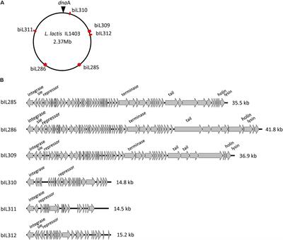 Characterization of a Prophage-Free Derivative Strain of Lactococcus lactis ssp. lactis IL1403 Reveals the Importance of Prophages for Phenotypic Plasticity of the Host